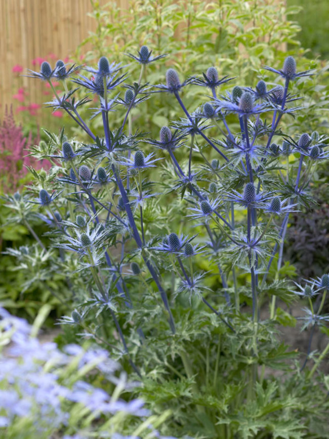 Eryngium 'Big Blue'
