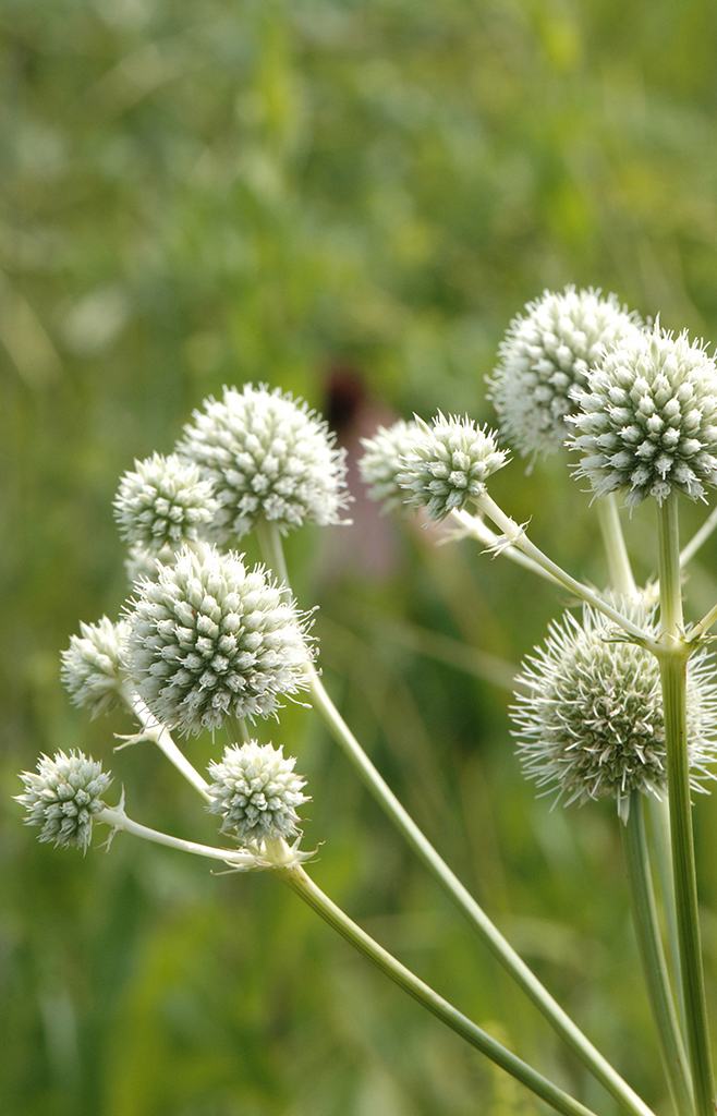 Eryngium yuccifolium