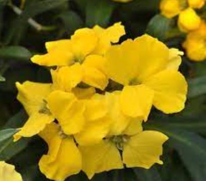 Erysimum Brightside 'Dark Yellow'