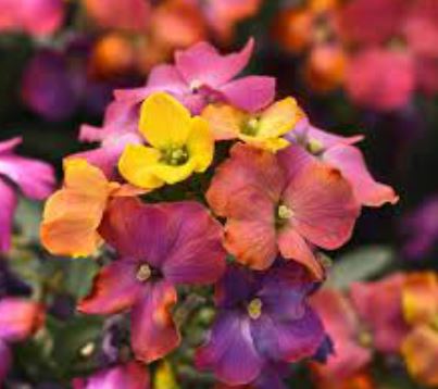Erysimum Brightside 'Magenta Glow'