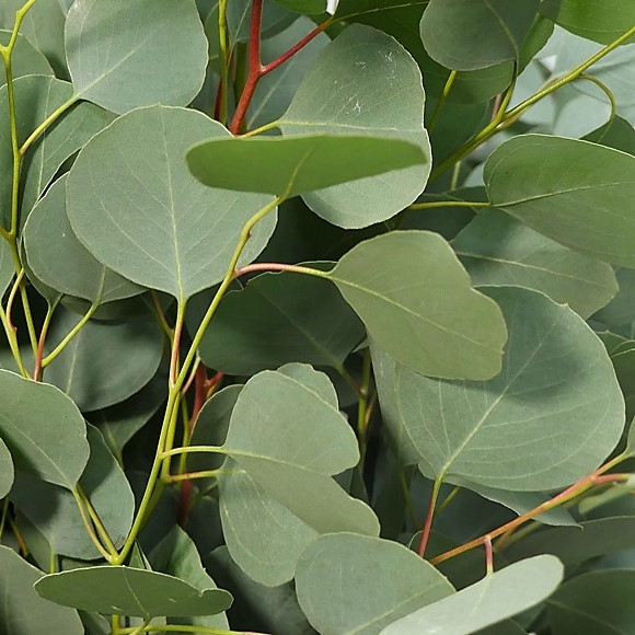 Eucalyptus 'Silver Dollar'