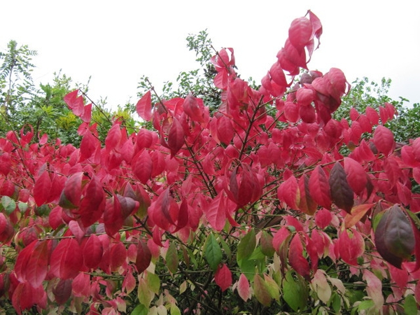 Euonymus alatus 'Compacta'