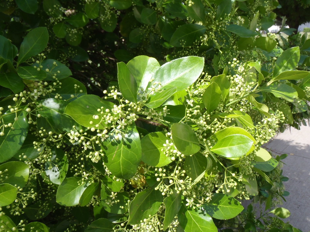 Euonymus k.  'Manhattan'