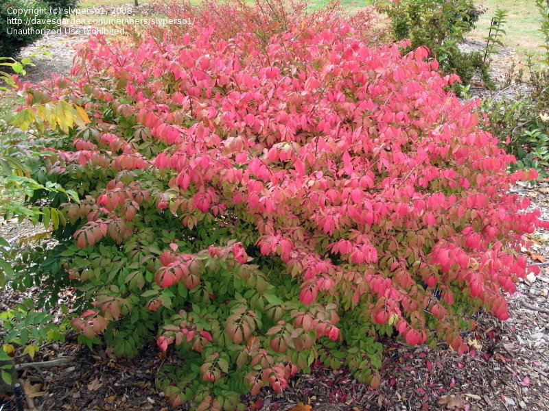 Euonymus alatus 'Rudy Haag'