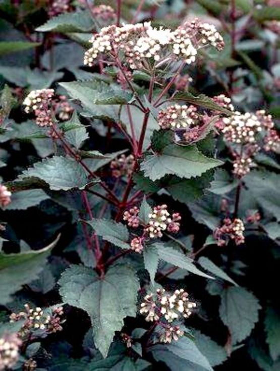 Eupatorium rugosum 'Chocolate'