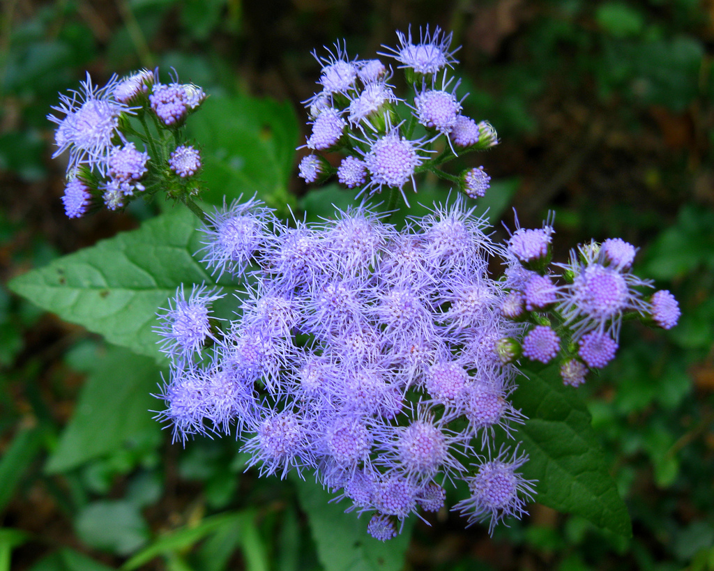 Eupatorium coelestinum