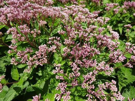 Eupatorium 'Euphoria Ruby'