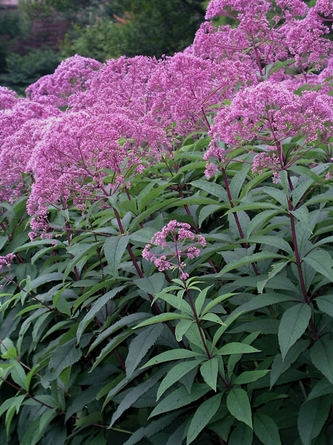 Eupatorium 'Gateway'