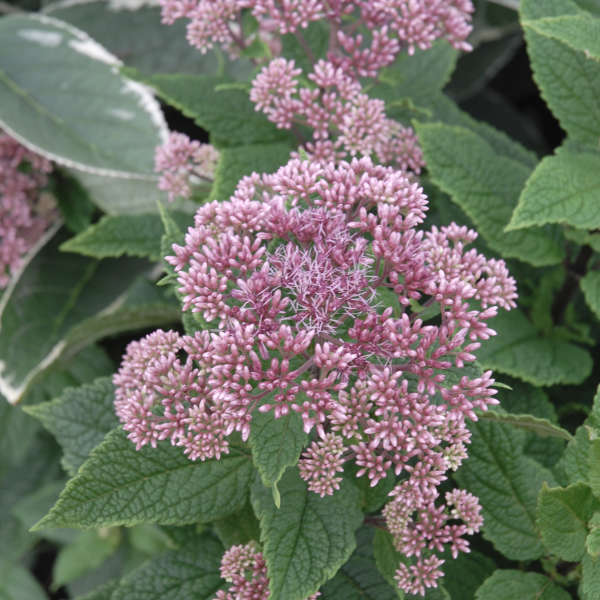 Eupatorium 'Little Joe'