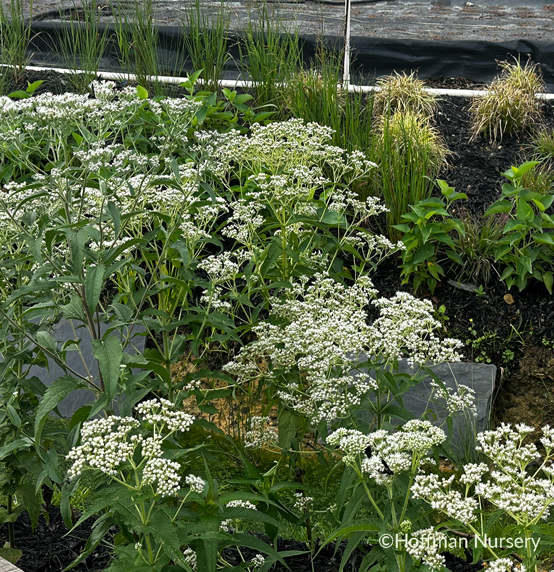 Eupatorium Perfoliatum