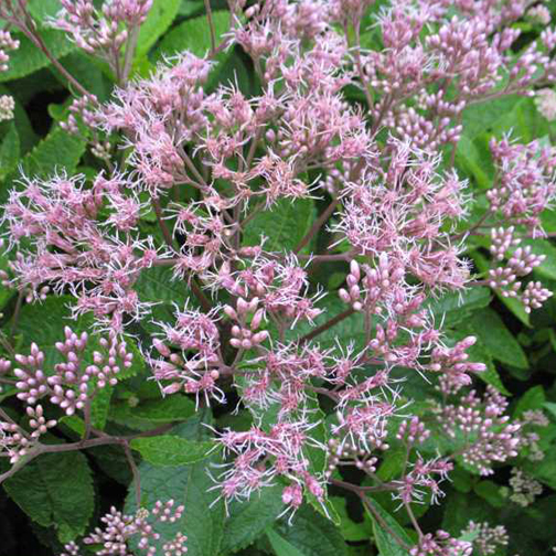 Eupatorium 'Phantom'