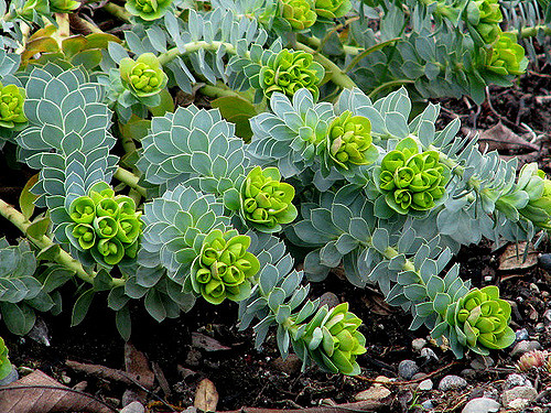 Euphorbia myrsinites