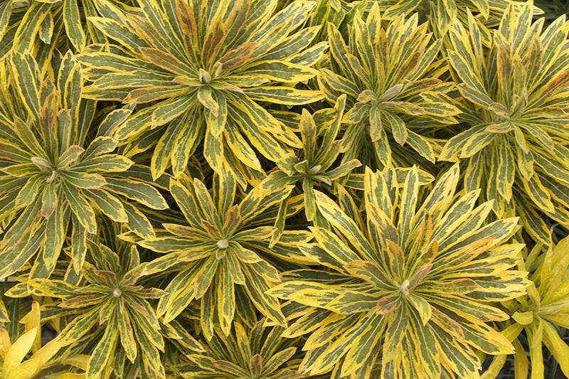 Euphorbia Ascot Rainbow