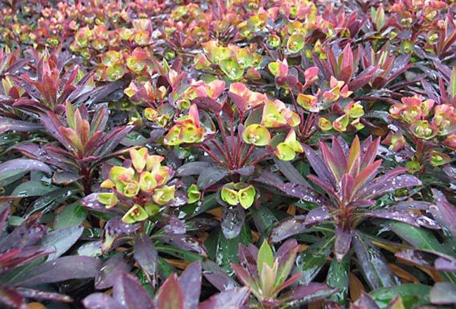 Euphorbia 'Blackbird'