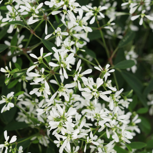 Euphorbia Diamond Snow