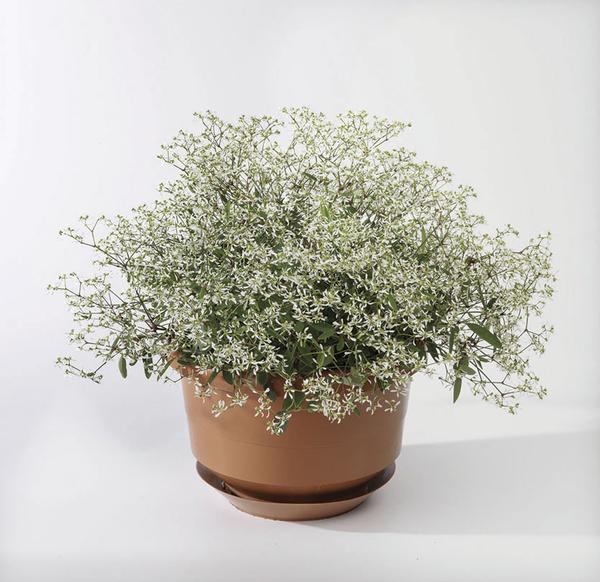 Euphorbia Euphoric 'White'