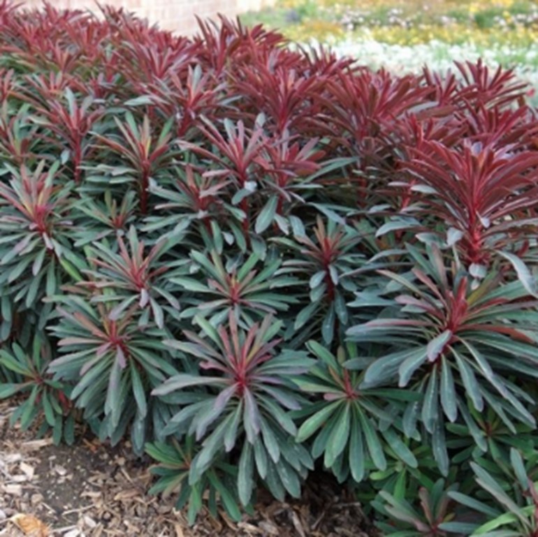 Euphorbia Miners Merlot