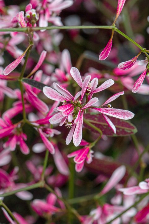 Euphorbia Starblast 'Pink'
