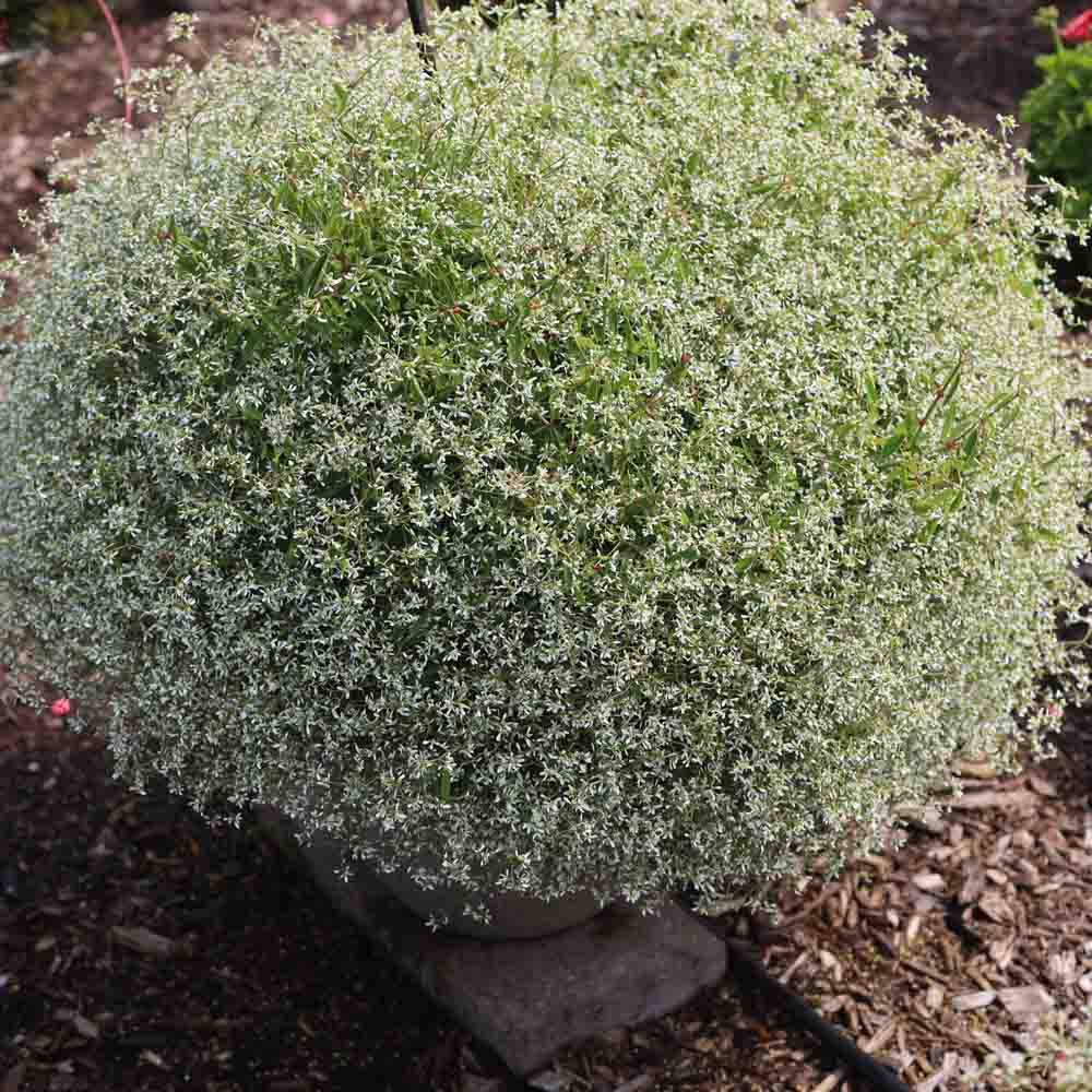 Euphorbia Stardust 'White Sparkle'
