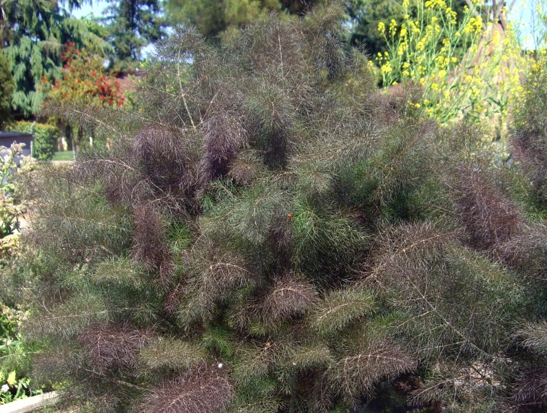 Foeniculum vulgare 'Bronze'