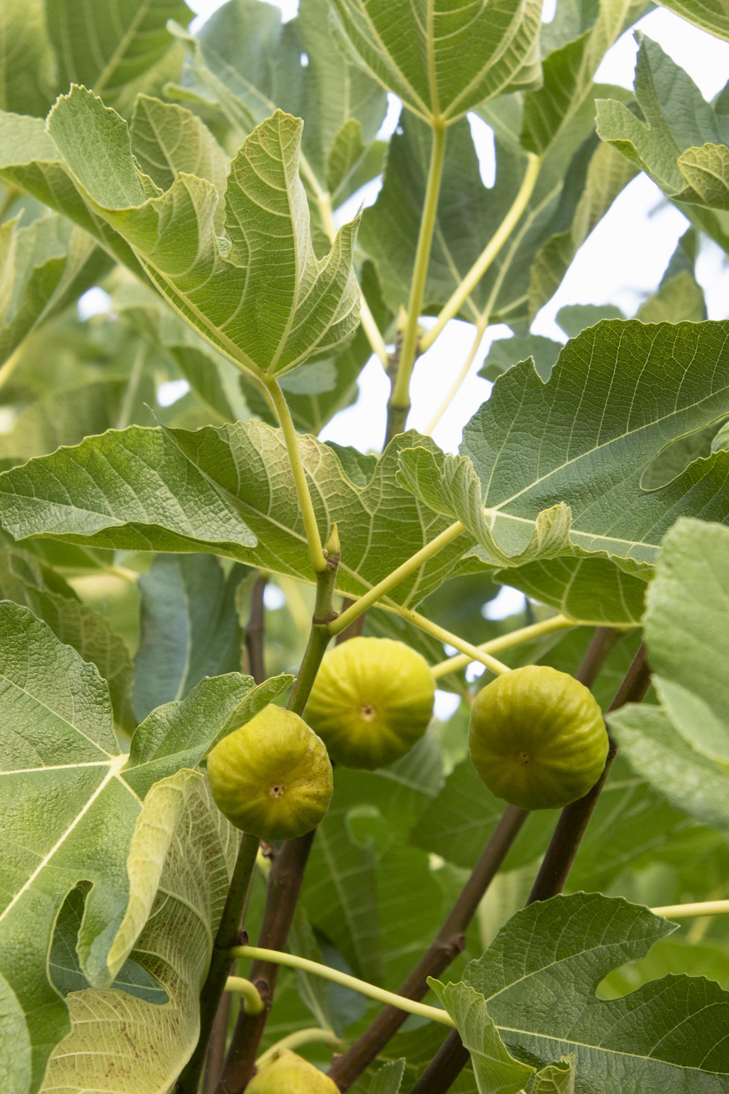 Ficus carica Kadota
