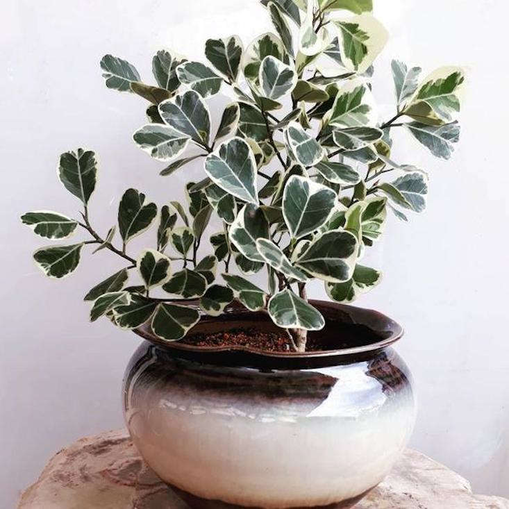 Ficus Triangularis Variegata