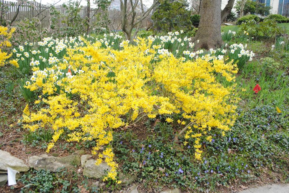 Forsythia 'Bronxensis'