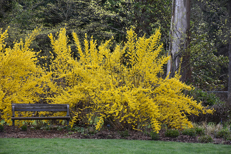 Forsythia x int. 'Lynwood Gold'