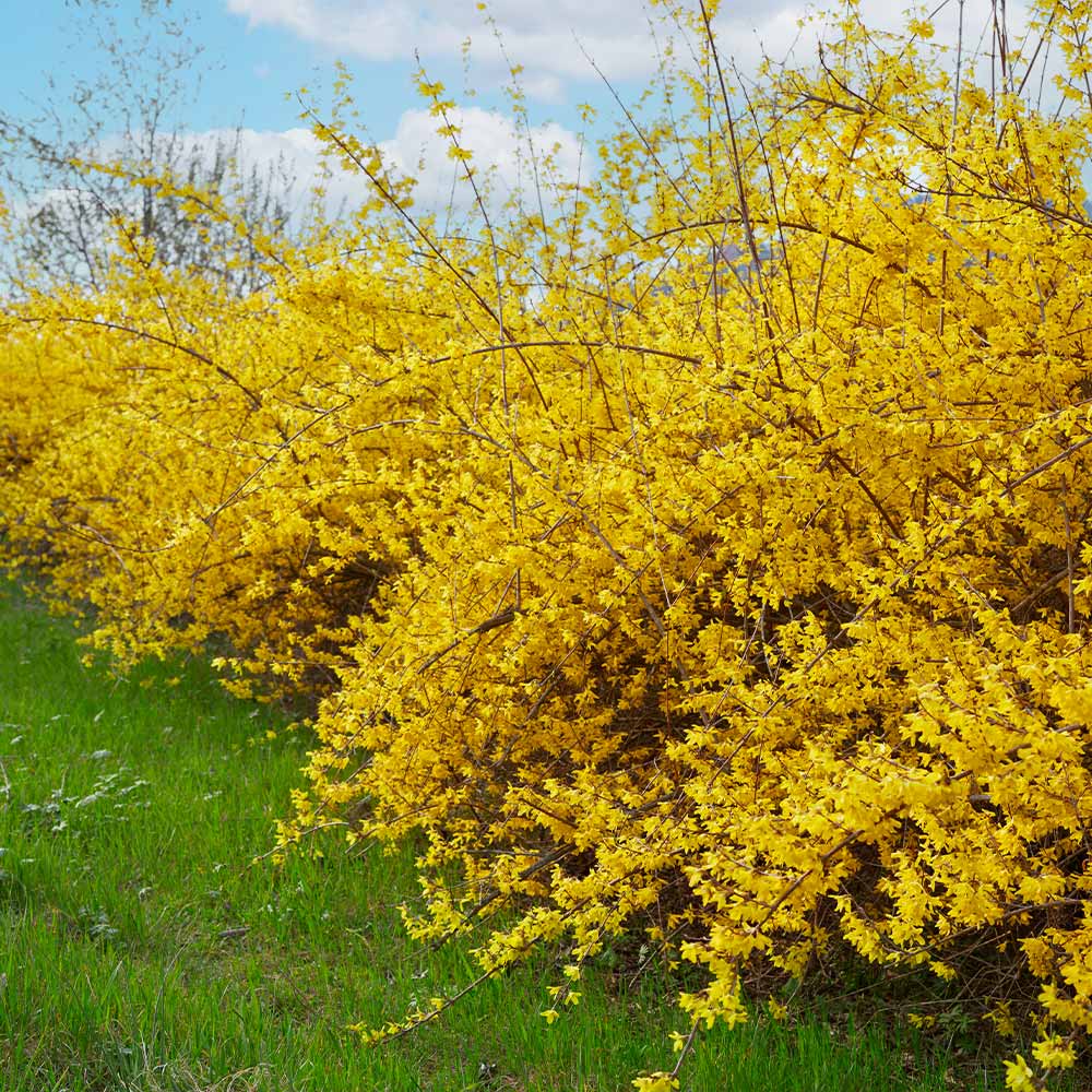 Forsythia Northern Gold