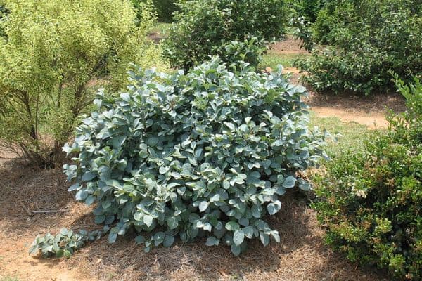 Fothergilla 'Blue Shadow'