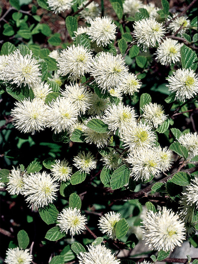 Fothergilla gardenii