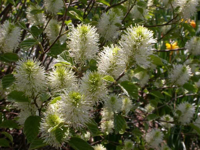 Fothergilla x gardenii 'Mount Airy'