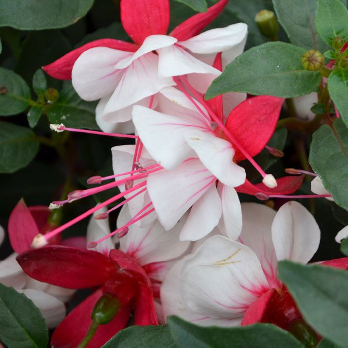 Fuchsia Arroyo Grande