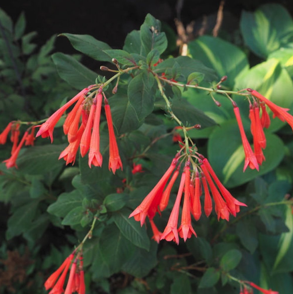 Fuchsia Gartenmeister