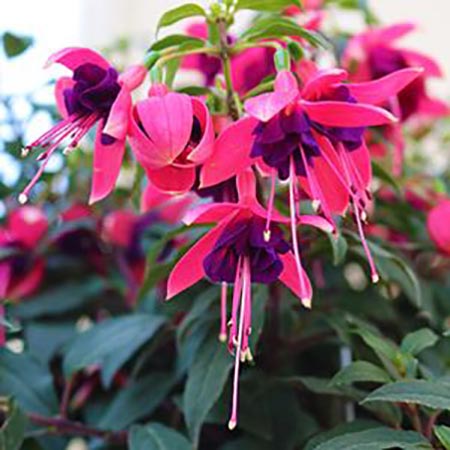 Fuchsia Aretes 'Lago Grande'