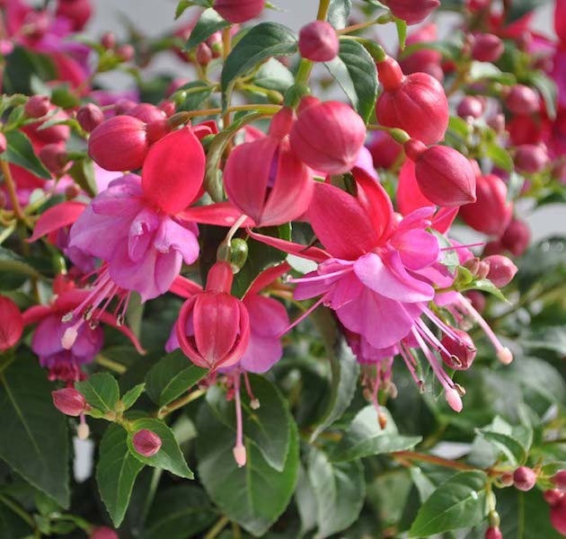 Windchimes pink and lilac Fuchsia