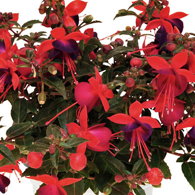 Fuchsia Aretes Upright 'Jollies Nantes'