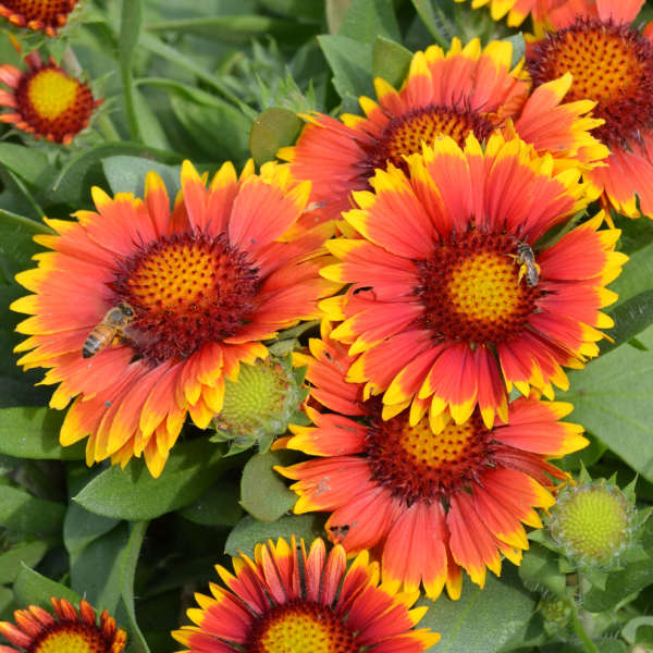 Gaillardia Arizona 'Sun'