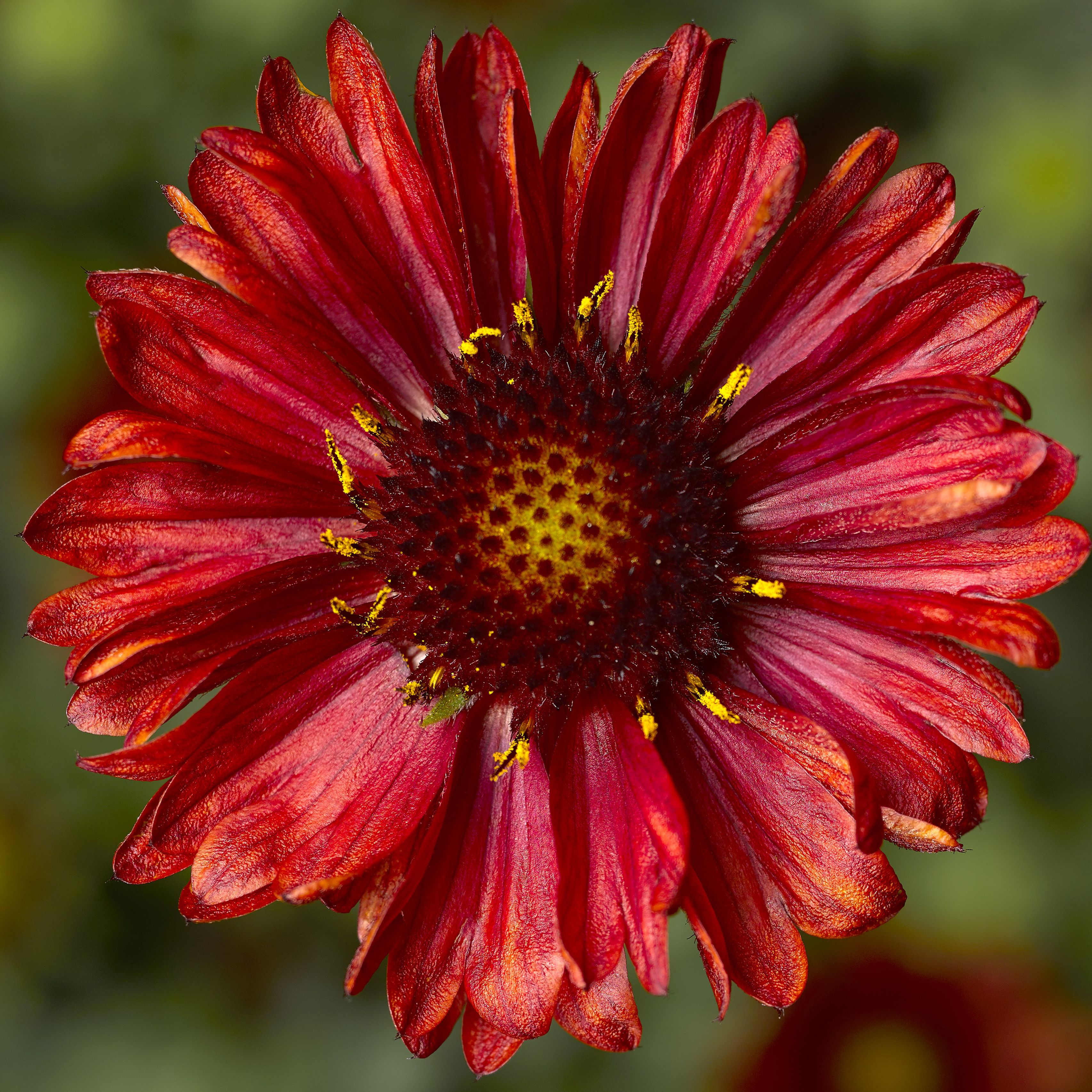 Gaillardia Barbican 'Red'