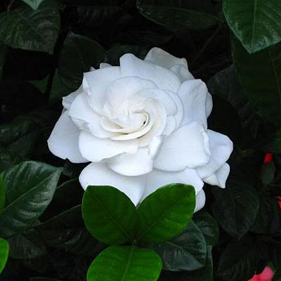 Gardenia jasminoides 'Aimee Yashioka'