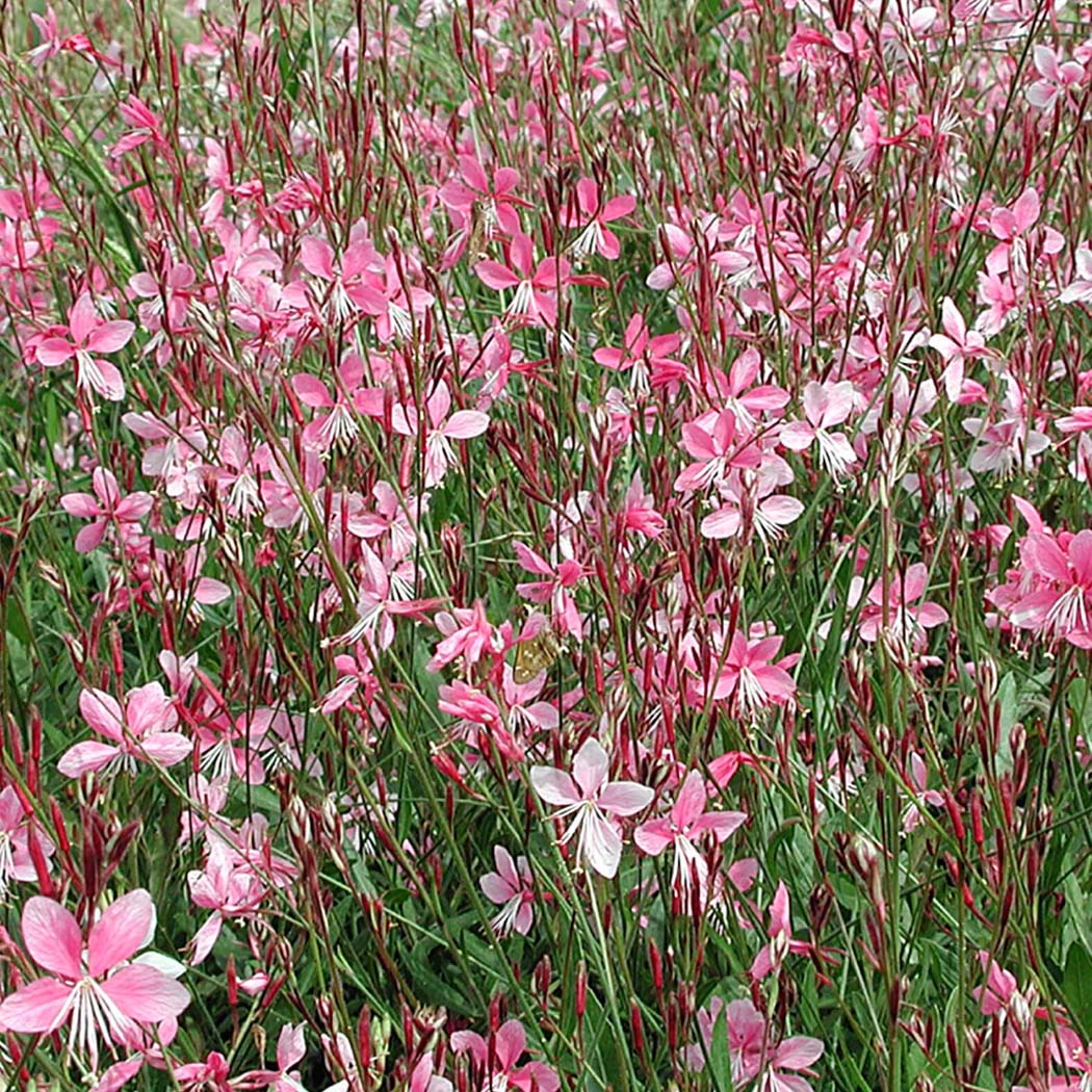Gaura Siskiyou Pink