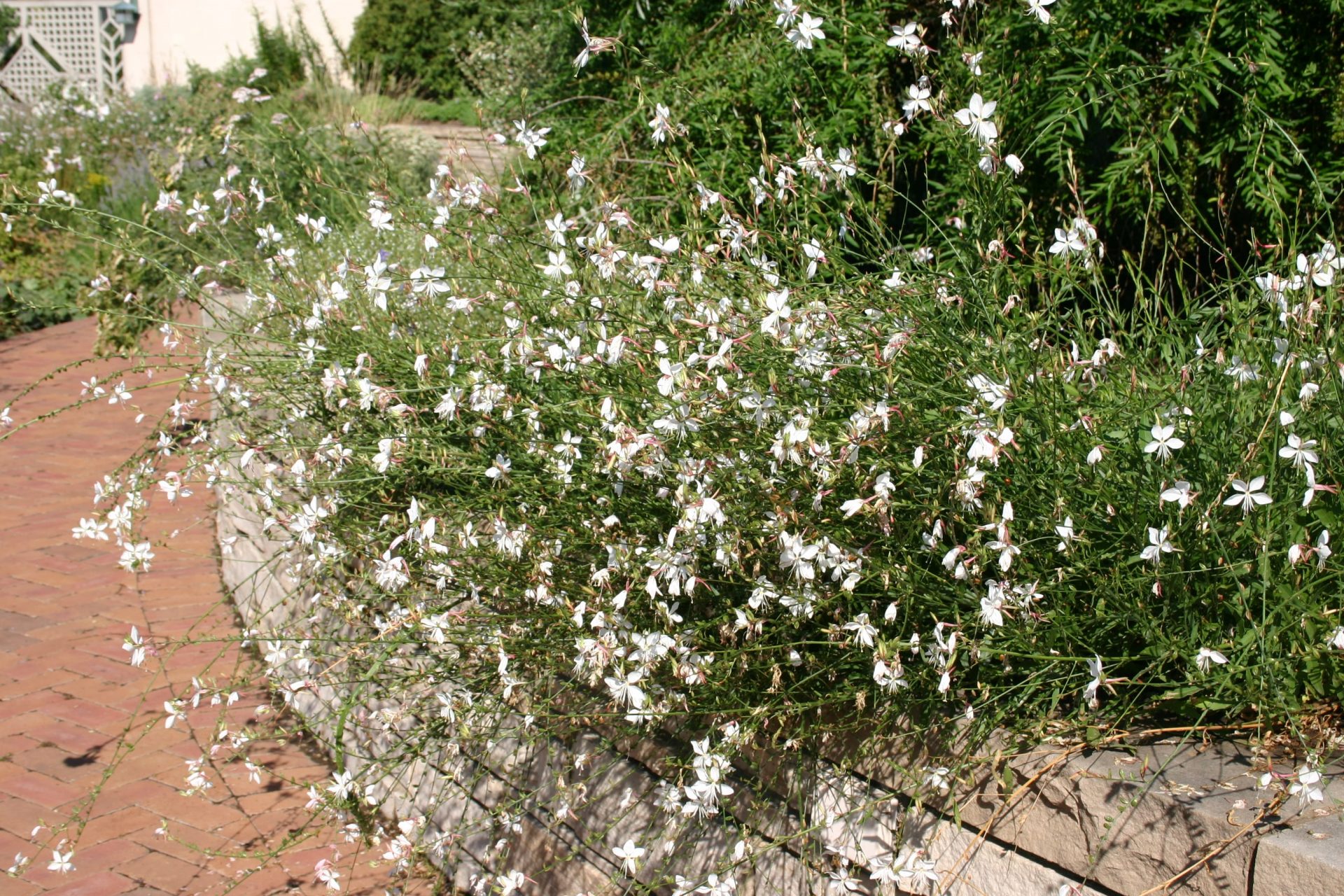 Gaura lind. 'Whirling Butterflies'