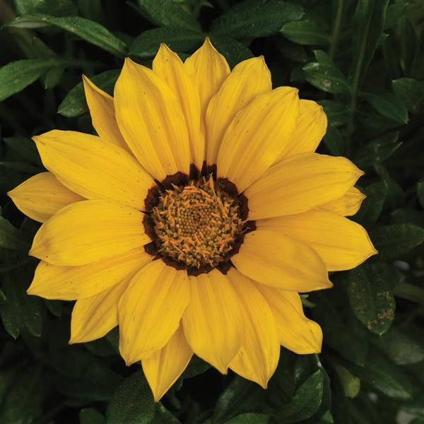 Gazania Kiss Yellow