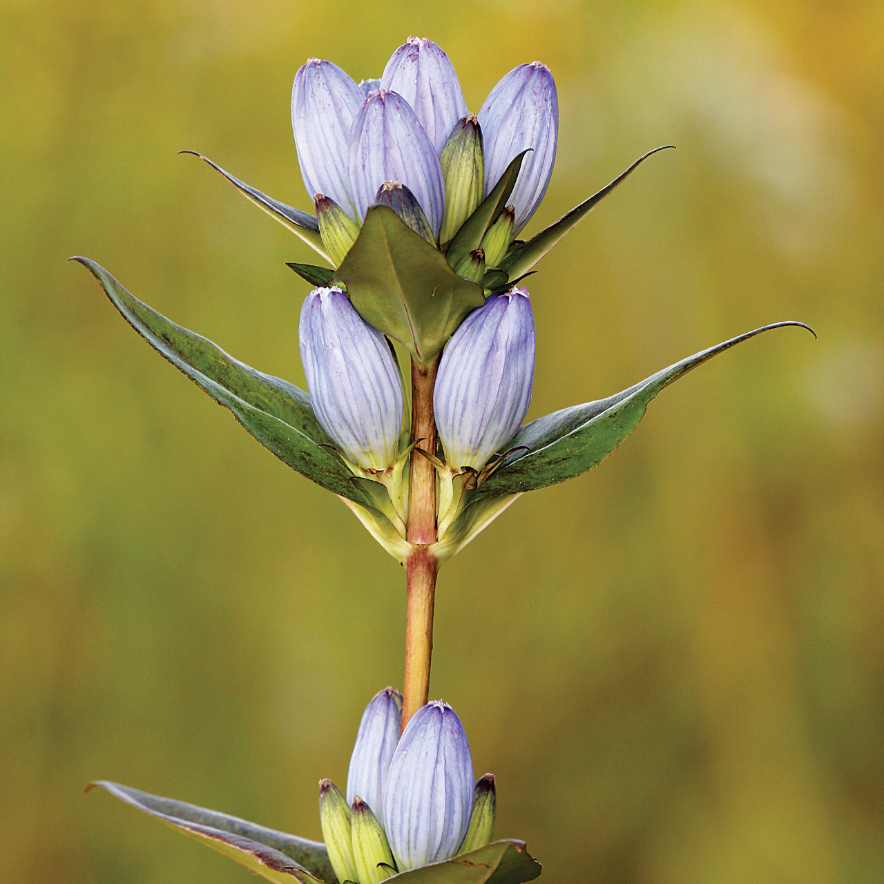 Gentiana Andrewsii