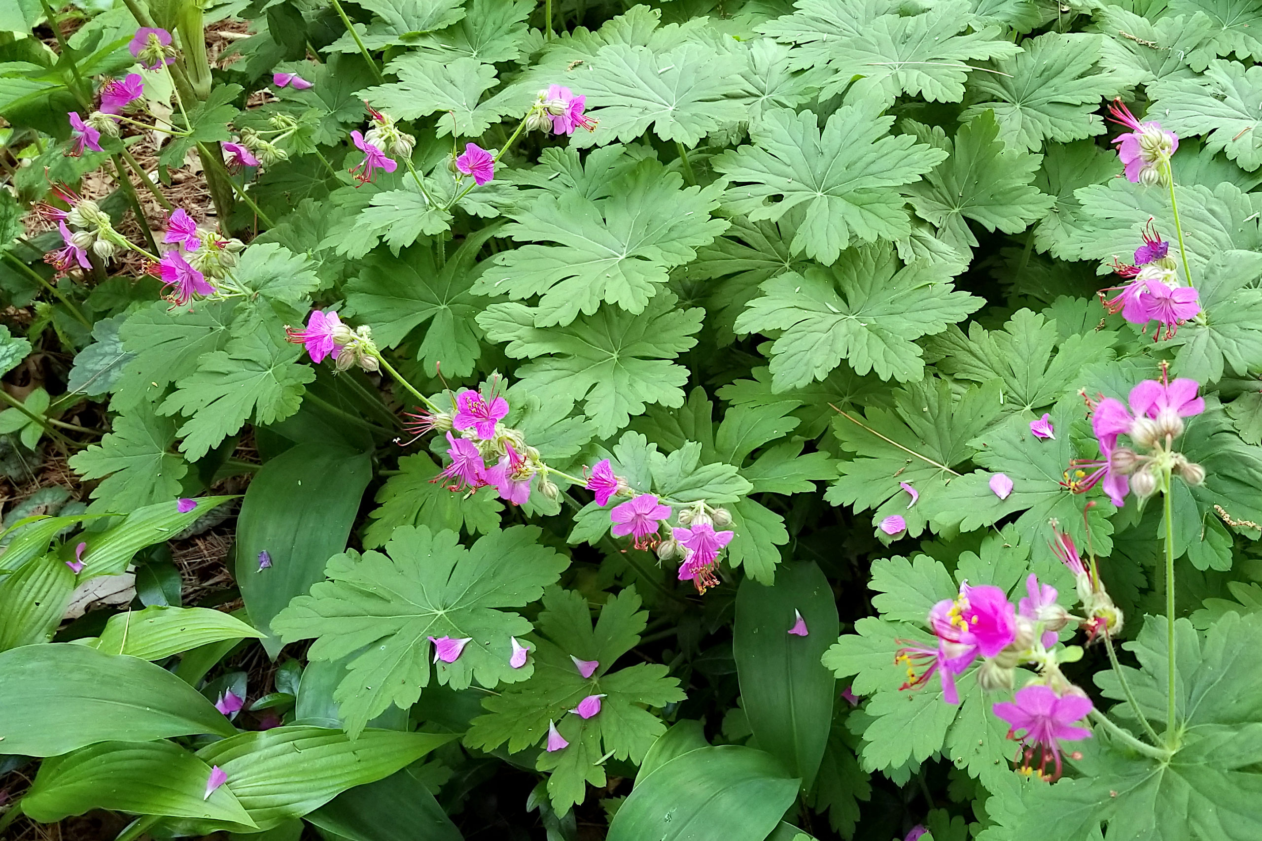 Geranium m. 'Bevans's Variety'