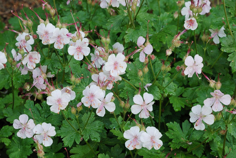 Geranium 'Biokovo'