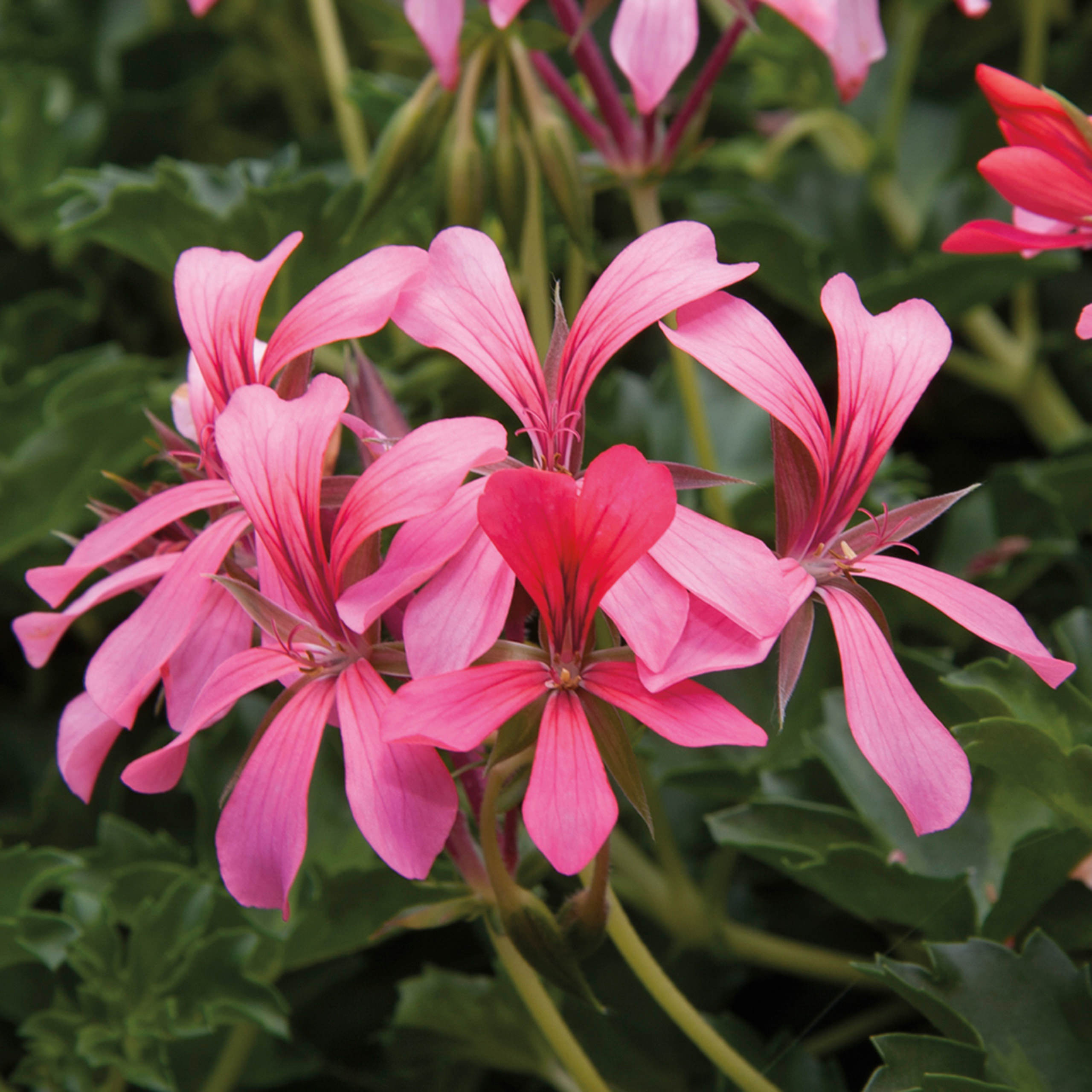 Pelargonium Pelt Cascade Sofie