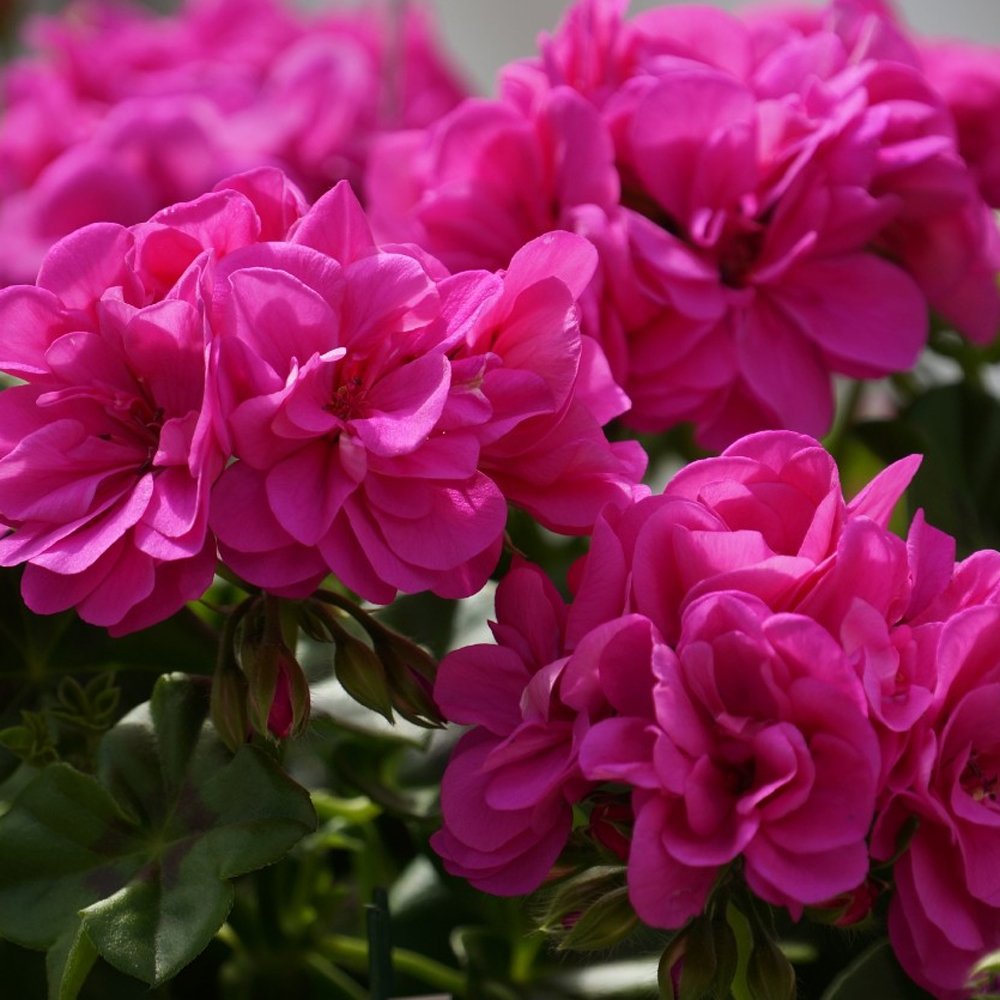 Pelargonium Pelt Great Balls of Fire 'Blue'