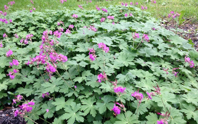 Geranium 'Ingwersen's Variety'