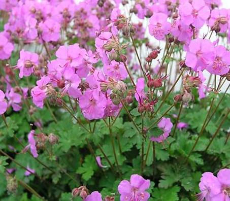 Geranium cant. 'Karmina'